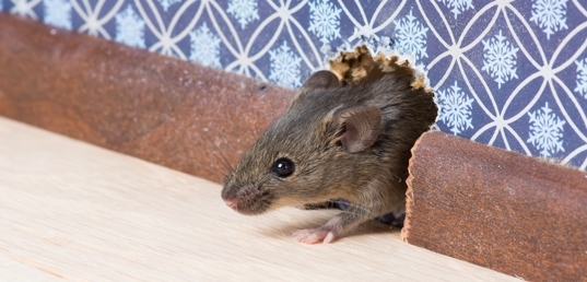 Clean Concept GmbH - Schädlingsbekämpfung